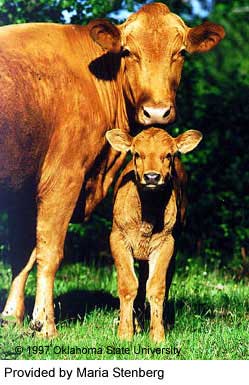 A Swedish Red Polled cow and calf.