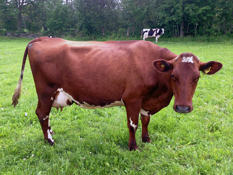 A Swedish Red and White cow in a field of grass.