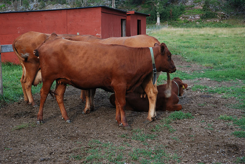 Swedish Red Polled cattle in a field.