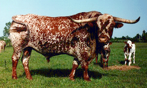 A Texas Longhorn Bull and calves standing in a field.