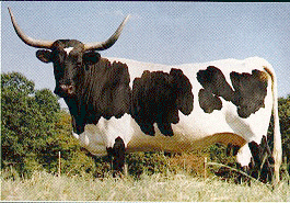 A Texas Longhorn cow looking at standing in pasture.