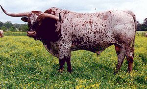 A Texas Longhorn bull standing in a pasture.