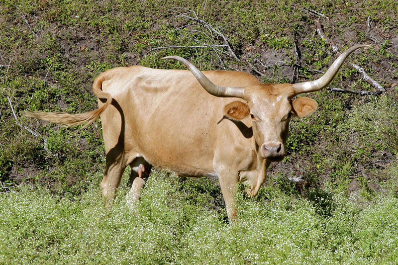 A Texas Longhorn cow standing in grass.