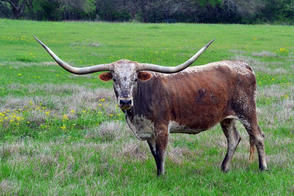 Texas Longhorn Male