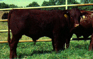 A Texon bull.