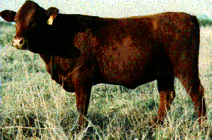A Texon cow.