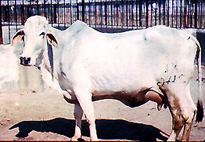 A Tharparker cow.