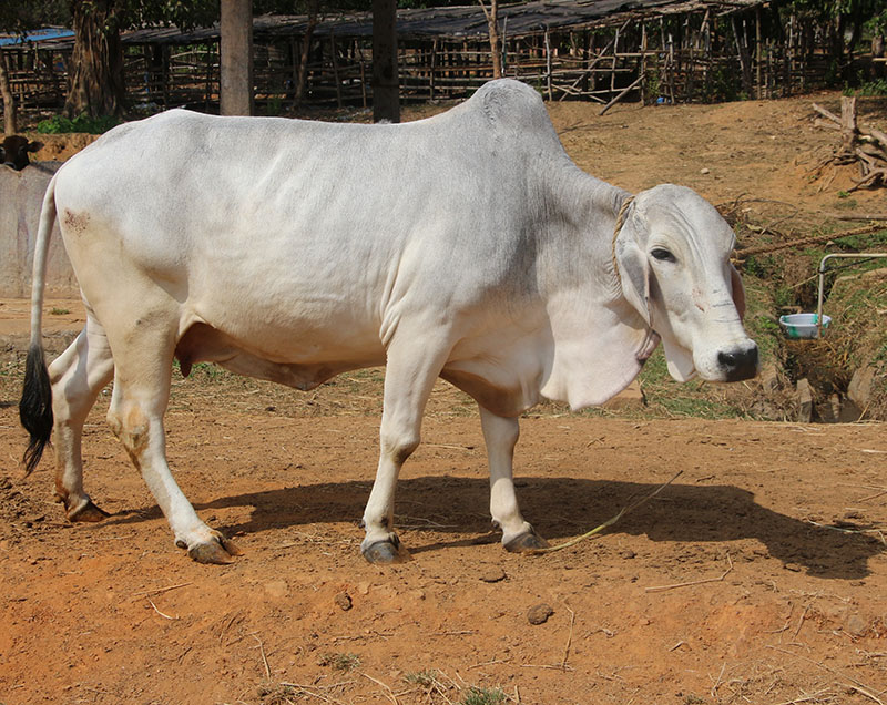 A white Tharparkar cow.