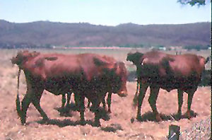 Two Tswana cows.