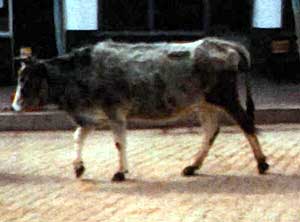 A Turkish Grey Steppe cow.