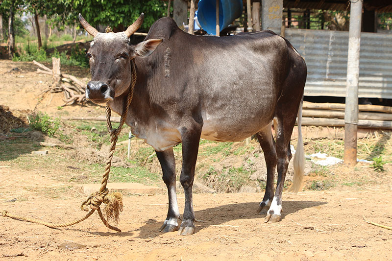 A Umblanchery cow standing in the road.
