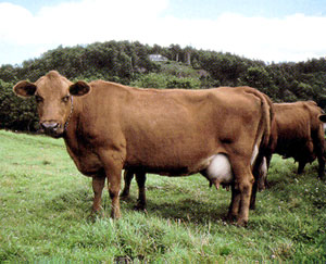 A Vestland Red Polled cow.