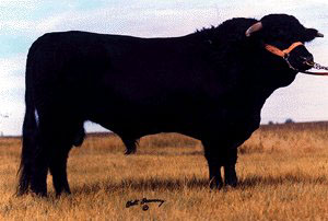 A Welsh black bull.