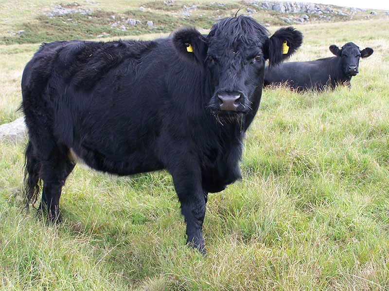 Welsh Black cattle in a field of grass.