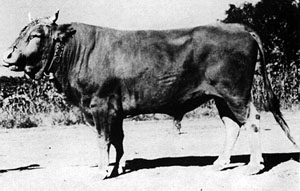 A Yanbien bull.