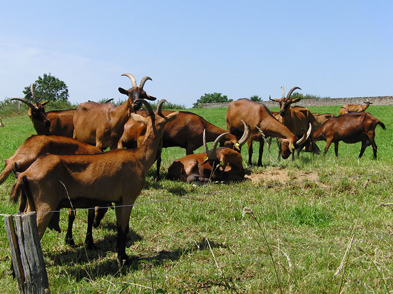 Brown goats in a pasture.