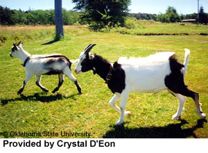 A large and small black and white goat with "Provided by Crystal D'Eon" at the bottom.