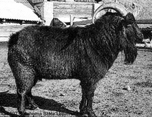 A black goat with horns.