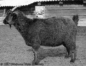 A black goat with horns and "1997 Oklahoma State University" at the bottom.