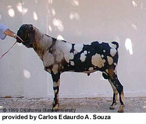 A black and white painted goat with a harness and "provided by Carlos Eduardo A. Souza" at the bottom.