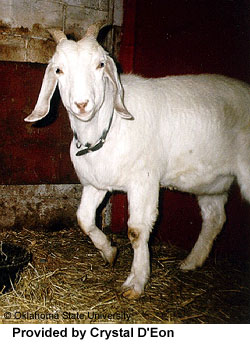A white goat with a collar that has "Provided by Crystal D'Eon" at the bottom.