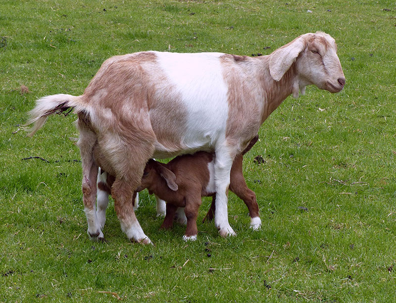 Baby goats nursing on a light brown goat.