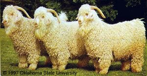 Three white, curly haired goat with "1997 Oklahoma State University" at the bottom.