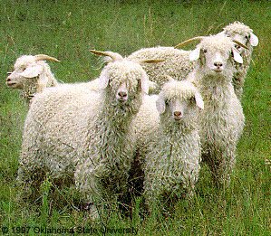 Five white, curly haired goats with horns with "1997 Oklahoma State University" at the bottom.