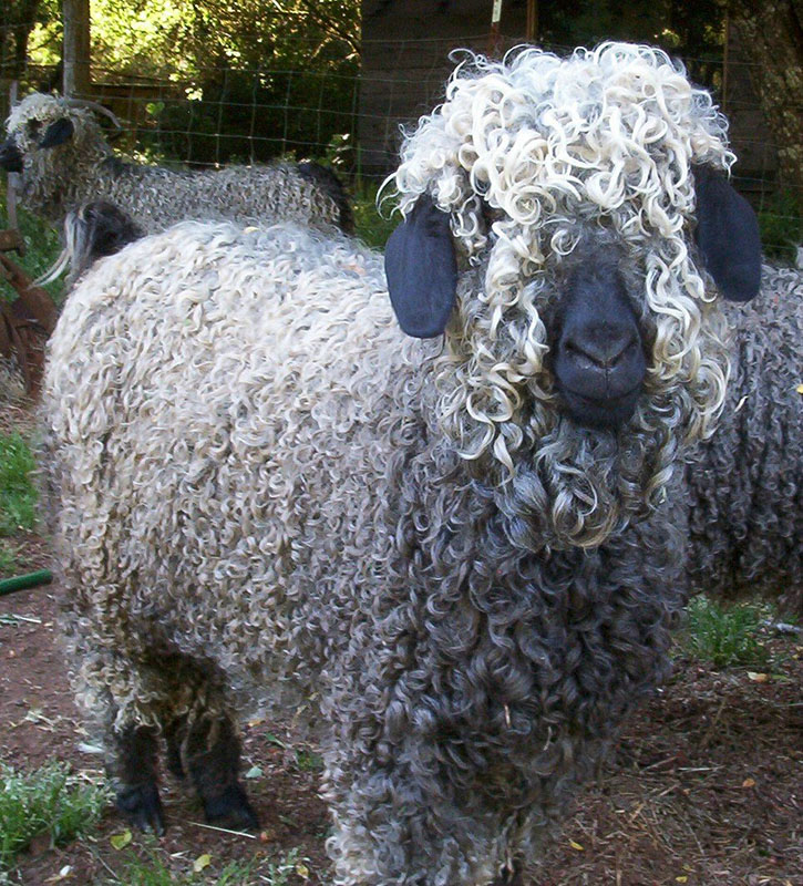 A curly haired goat.