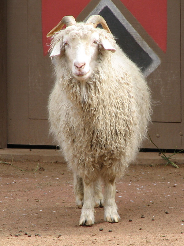 A white curly haired goat with horns.