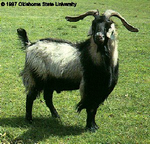 A tan and black goat with long horns in a field with "1997 Oklahoma State University."