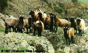 A herd of tan and black goats with horns with "1997 Oklahoma State University."