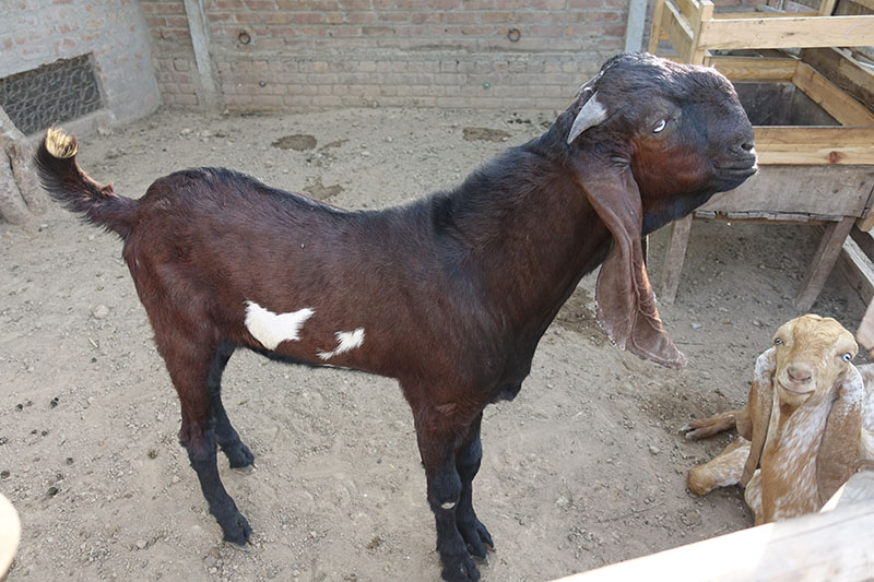 A brown goat with a white spot.