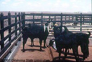 Black goats with long, white ears standing in a pen and "1997 Oklahoma State University."