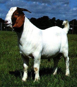 A white goat with a brown head and horns.