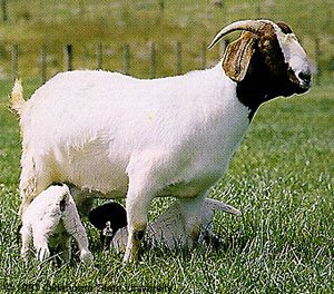 Baby goats nursing a grown brown and white goat.