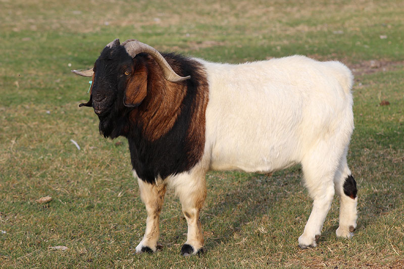 A brown and white with horns.