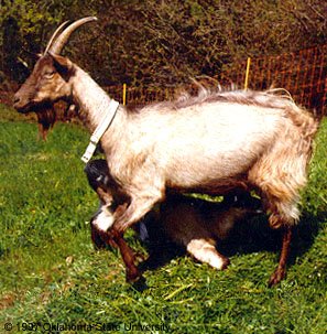 A baby goat nursing a light brown goat with horns.