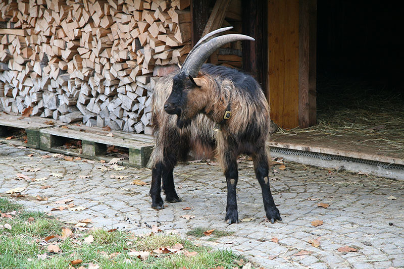A brown and black goat with horns standing in a doorway.