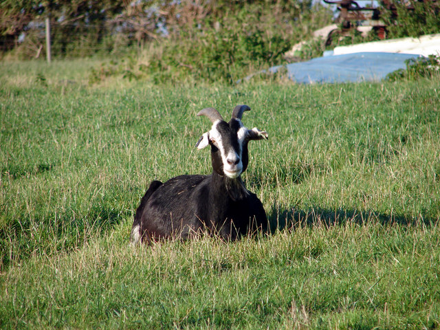 A black goat with white markings on its face.