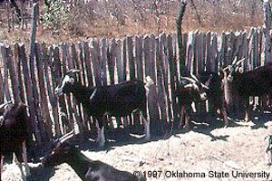 Black and white goats standing in a wooden pen.