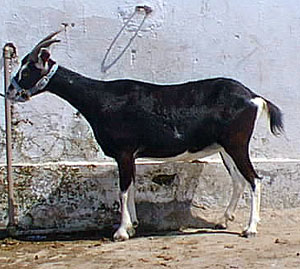 A black and white goat tied to a pipe.