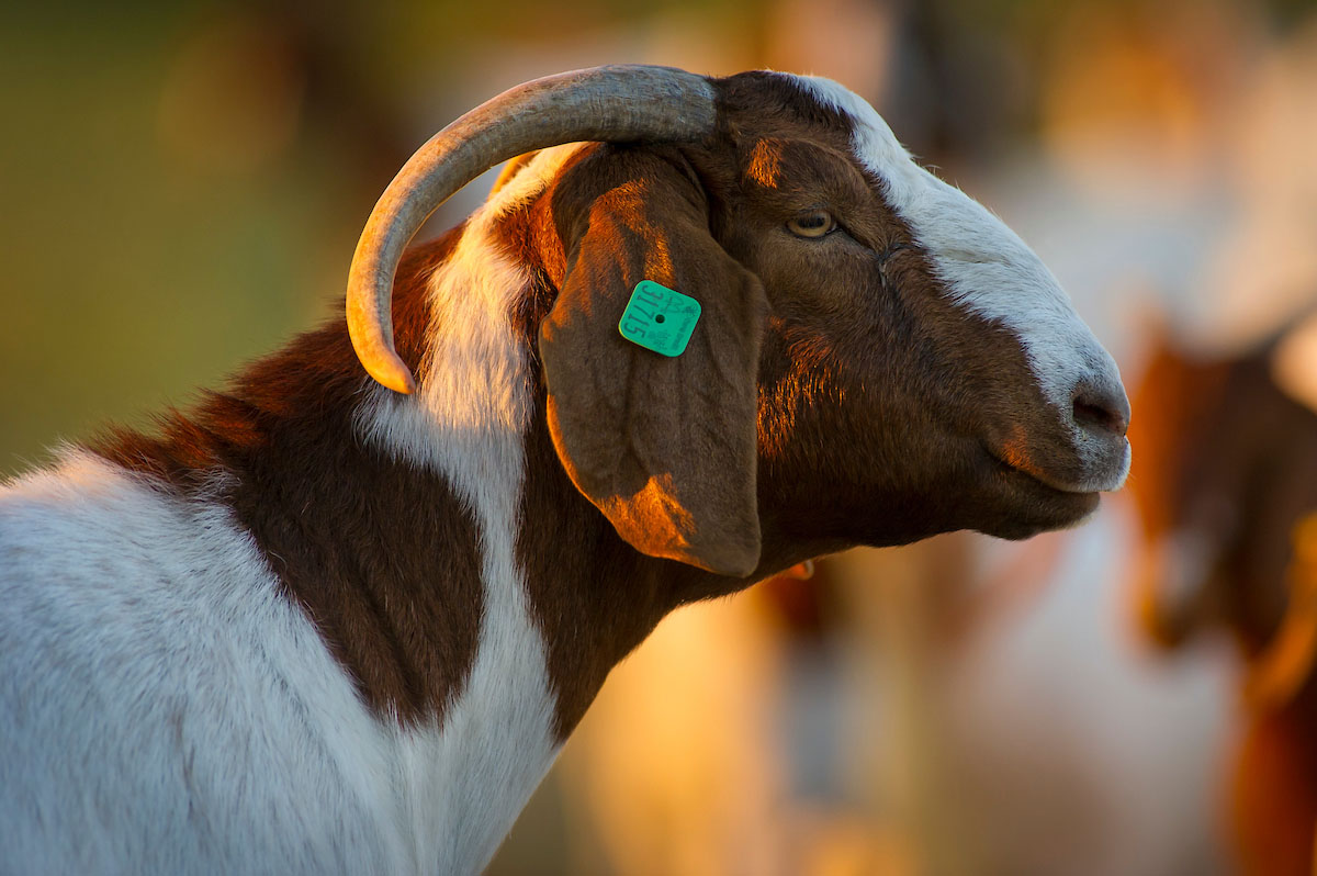 8 Types of Goat Breeds