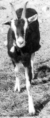 A goat with horns and white stripes on its face.