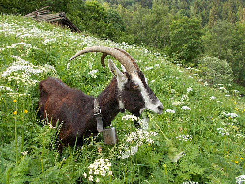 A brown goat with white stripes on its face laying in grass.