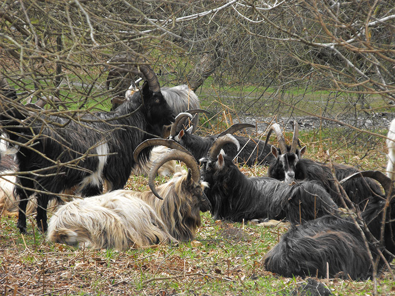 A white goat laying with a herd of black goats.