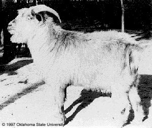 A long haired goat with horns and "1997 Oklahoma State University" at the bottom.