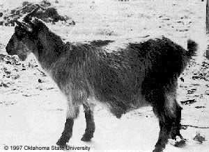 A grey goat standing in sand and "1997 Oklahoma State University" at the bottom.