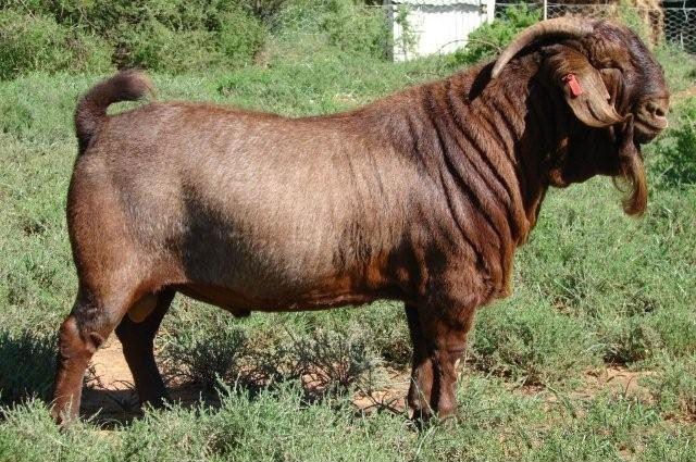 A solid red goat standing in grass.