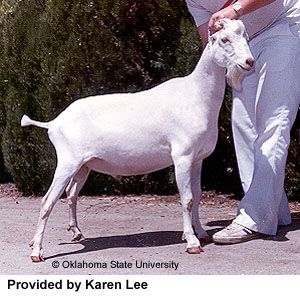 A solid white goat without ears and "Provided by Karen Lee" at the bottom.